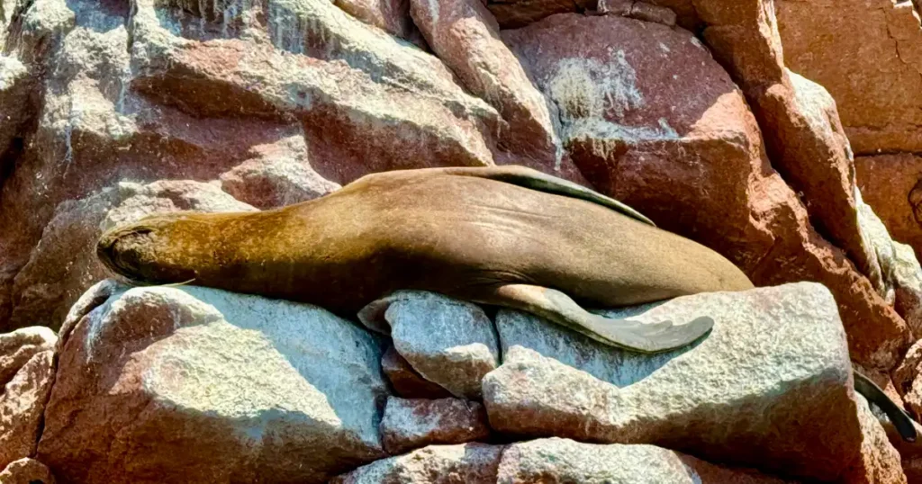 Sea Lion on Rocks in Paracas Bay Ballestres Island