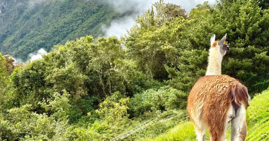 Alpaca at Machu Picchu looking out over sacred valley