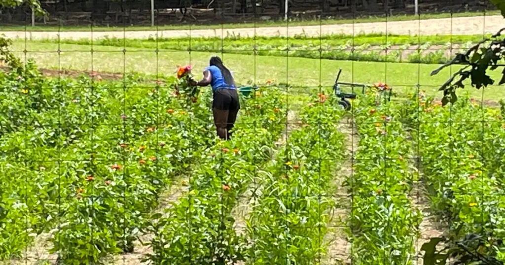 Volunteer Farm Work for Lodging and food MV